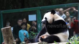 China: Visitors Watch Giant Pandas at the Nanjing Hongshan Forest Zoo in Nanjing