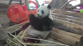 Hainan wildlife park and botanical garden reopen after Super Typhoon Yagi