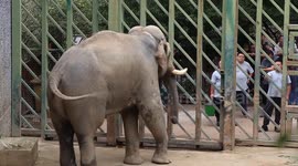 China: Visitors Watch Elephants at the Nanjing Hongshan Forest Zoo in Nanjing,