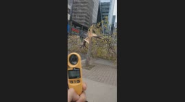 Severe Wind Storm Mangled This Tree Downtown Regina at 11am Today