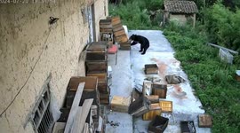 Hungry bear steals honey and eats its beehive
