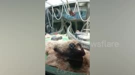 Playful orangutan turns hay into a soft mattress for some jumping fun