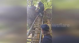 Pet dog found ALIVE after surviving five days clinging to a tree during hurricane