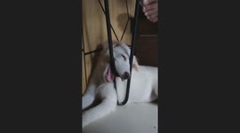 Tired pet dog sleeps in an awkard position after playtime