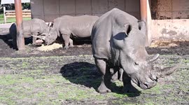 UK safari parks complete rhino swap and unite sisters for the first time