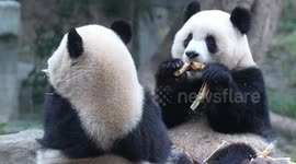 China: Giant Panda Eat at Chongqing Zoo
