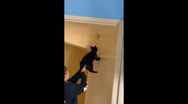 Void Cat Takes On Giant Spider