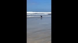 Loyal Dog Waits For Surfing Owner
