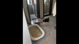 Puppy pulls kitten's tail in playful antics