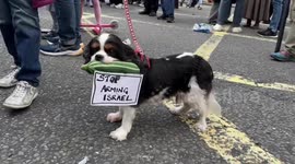 Dog bites placard at anti-arms demonstration in London, UK