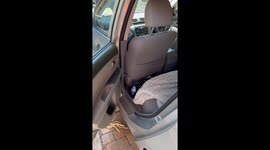 Red-Bellied Black Snake Hidden in Car Door