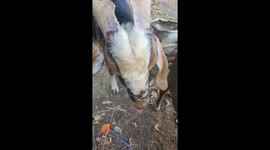 Rutting Goat Can't Keep His Thoughts to Himself
