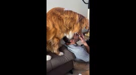 Begging Dog Secures the High Ground