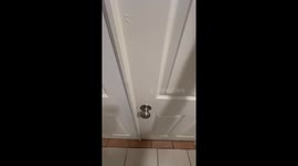 Opening Door Releases Ferret Army