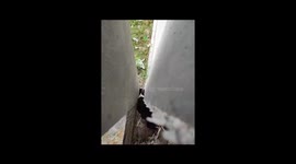 Saving a Trapped Pregnant Dog's Life