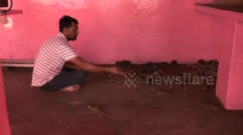 Navratri Festival Begins in Karni Mata Temple,25000 rats lives in this temple