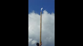 Locals climb bamboo pole during beach fiesta