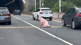 Pig makes dramatic escape by jumping from transport truck onto highway in China
