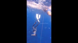 Freediver swims past jellyfish to untangle underwater line