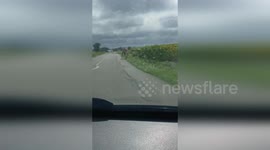 Escaped circus camel leaves drivers baffled in France