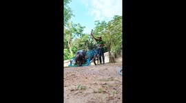 Baby hippo climbs in gardening cart to go for a ride