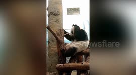Giant male panda shows frustration with round toy he tries to use as an earring