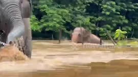 Stranded elephants moved out of floods amid heavy rain in northern Thailand