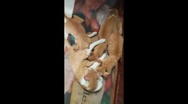 Wow! It's strange that these 3 adult cats still suckle their mother cat