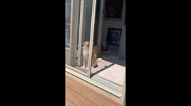 Orange Floof Confounded By Screen Door