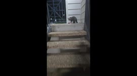 Little Raccoon Eats Yummy Steak