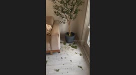 This Dog Regrets Nothing