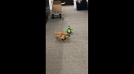 Chewy the Chiweenie Battles Office Gator