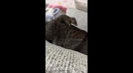 Pet squirrel and cat form tender friendship