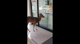 Curious wild deer tries to get inside 7-Eleven store