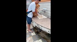 Shiba Inu pet dog lifts into sink to have her feet wash