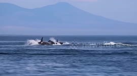 Orca whales jump from ocean in breathtaking natural display