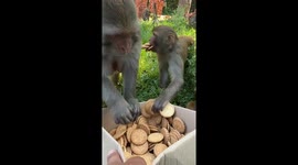 Monkeys Eat Many Cookies