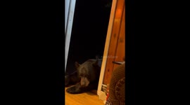 Friendly bear falls asleep in homeowner's open front door