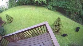 Black Bear Family Play In Gatlinburg Backyard