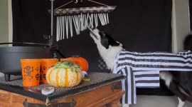 Talented Dog Composes Music For Halloween