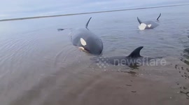 Killer whales rescued in Kamchatka