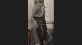 Gray Cat Stands Still for Shower