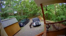 Hungry black bear tears into fabric covering homeowner's jeep in Tennessee