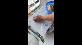 Adorable footage shows friendly squirrel visiting family's balcony every day for food