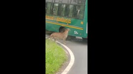 Leopard jumps through window to try to get inside safari bus