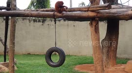 Baby Orangutan Drinking His Own Pee