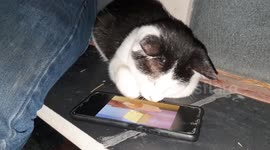 Cat’s Hilarious Reaction to Watching Tom & Jerry for the First Time