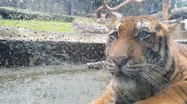 When Thunder Roars and Rain Falls, Watch the Bengal Tiger’s Fascinating Response