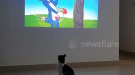 Watch My Cat’s Priceless Expressions While Watching Tom & Jerry