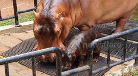 Heartwarming Newborn Hippo First Steps Perfectly Imitating Mom